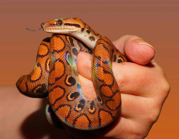 What's the Ideal Temperature and Humidity Level for a Corn Snake's Terrarium?