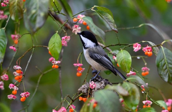 What Are the Environmental Impacts of Peatland Degradation in the UK?